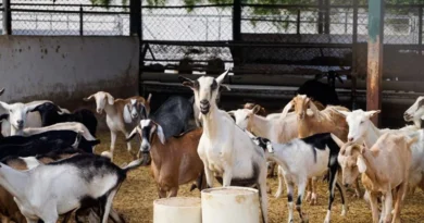 बकरी पालन का व्यवसाय कर लक्ष्मी बनी लखपति दीदी