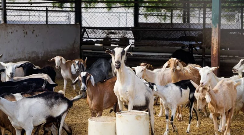 बकरी पालन का व्यवसाय कर लक्ष्मी बनी लखपति दीदी