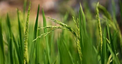 किसान सावधान! धान फसलों में दिखाई दे रहे फाल्स स्मट रोग के लक्षण, बचाव के लिए तुरंत अपनाएं ये उपाय