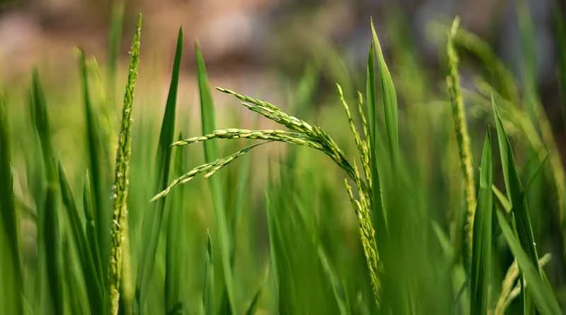किसान सावधान! धान फसलों में दिखाई दे रहे फाल्स स्मट रोग के लक्षण, बचाव के लिए तुरंत अपनाएं ये उपाय