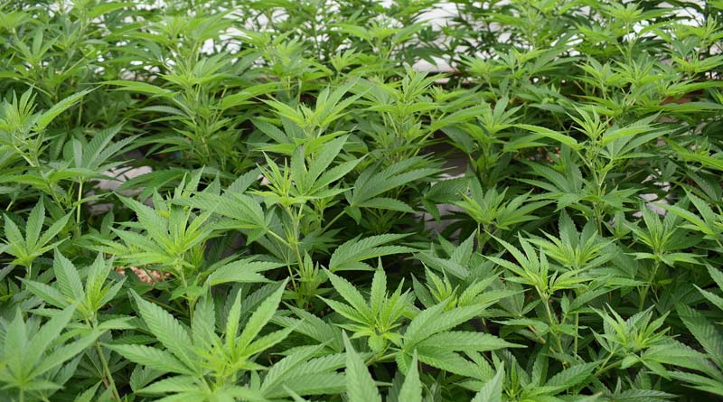 औषधीय फसलों की खेती पर भारी मदद, मध्यप्रदेश सरकार दे रही 50% तक भारी सब्सिडी