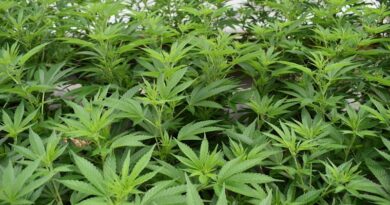 मध्यप्रदेश: औषधीय फसलों के उत्पादन में देश का अग्रणी राज्य