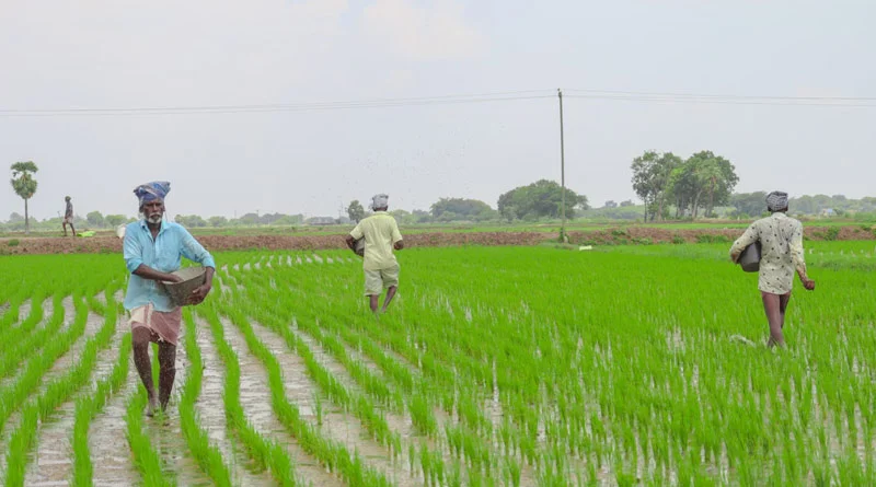 रबी सीजन हेतु रासायनिक उर्वरकों की पर्याप्त उपलब्धता