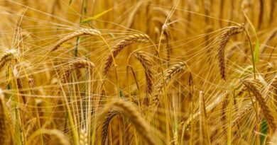 रबी फसलों में बेहतर उत्पादन के लिए क्या करें? IMD किसानों के लिए जारी की फसल–वार विशेष सलाह