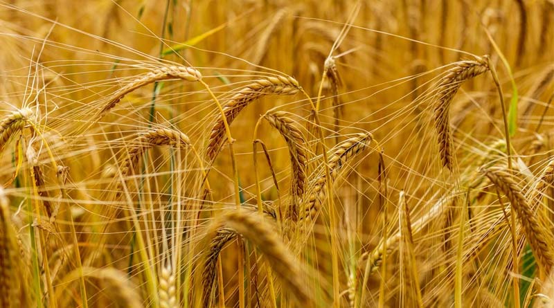 रबी फसलों में बेहतर उत्पादन के लिए क्या करें? IMD किसानों के लिए जारी की फसल–वार विशेष सलाह