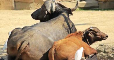 राजस्थान में पशु स्वास्थ्य सेवा को बढ़ावा, 14 पशु चिकित्सालयों के नए भवन निर्माण के लिए साढ़े 26.5 करोड़ रुपए मंजूर