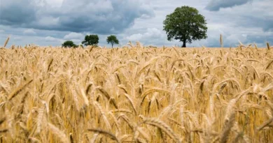 पुसा व्हीट 8802 (Pusa Wheat 8802) (HI 8802) गेहूँ किस्म: ड्यूरम गेहूँ के लिए श्रेष्ठ