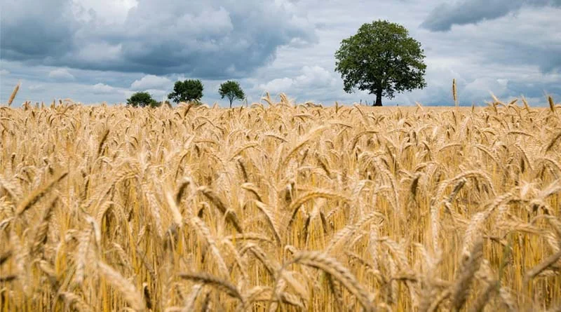 पुसा व्हीट 8802 (Pusa Wheat 8802) (HI 8802) गेहूँ किस्म: ड्यूरम गेहूँ के लिए श्रेष्ठ