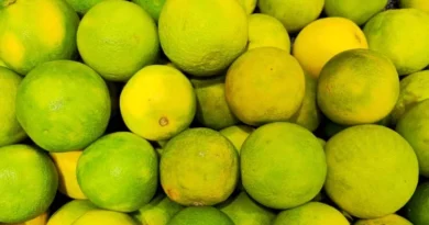 48°C तापमान और सूखे की मार, बीमा भुगतान में देरी से महाराष्ट्र के मौसंबी किसान परेशान