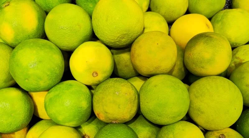 48°C तापमान और सूखे की मार, बीमा भुगतान में देरी से महाराष्ट्र के मौसंबी किसान परेशान