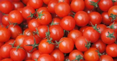 क्या आप जानते है टमाटर की इस नई किस्म के बारे में, ये बना सकता है आपको ’लखपति’