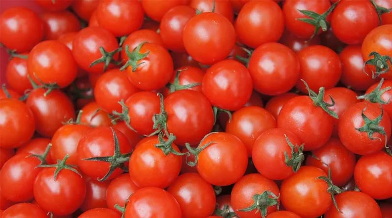 क्या आप जानते है टमाटर की इस नई किस्म के बारे में, ये बना सकता है आपको ’लखपति’