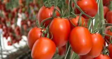 टमाटर की ये किस्म देगी शानदार मुनाफा, 1000㎡ क्षेत्र में होगी ₹1.3 लाख तक की शुद्ध कमाई, जानें तरीका