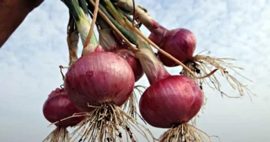 2024–25 में बागवानी उत्पादन 369 मिलियन टन के अनुमान पर पहुँचा: तृतीय अग्रिम अनुमान जारी