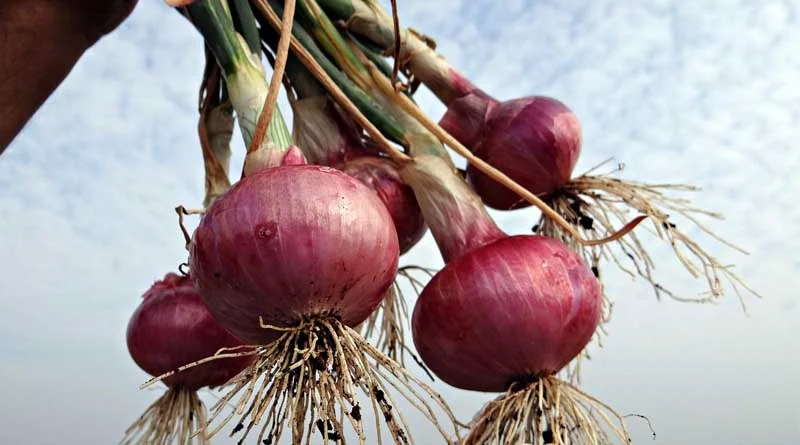 2024–25 में बागवानी उत्पादन 369 मिलियन टन के अनुमान पर पहुँचा: तृतीय अग्रिम अनुमान जारी