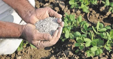 संतुलित उर्वरकों का उपयोग करें