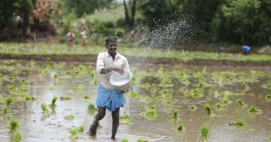 गेहूं फसल में पोटाश की पूर्ति हेतु एनपीके उर्वरकों का प्रयोग करें