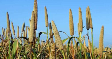 मुरैना में 29 बाजरा और 2 धान उपार्जन केंद्र तैयार, इस दिन से शुरू होगी MSP खरीद