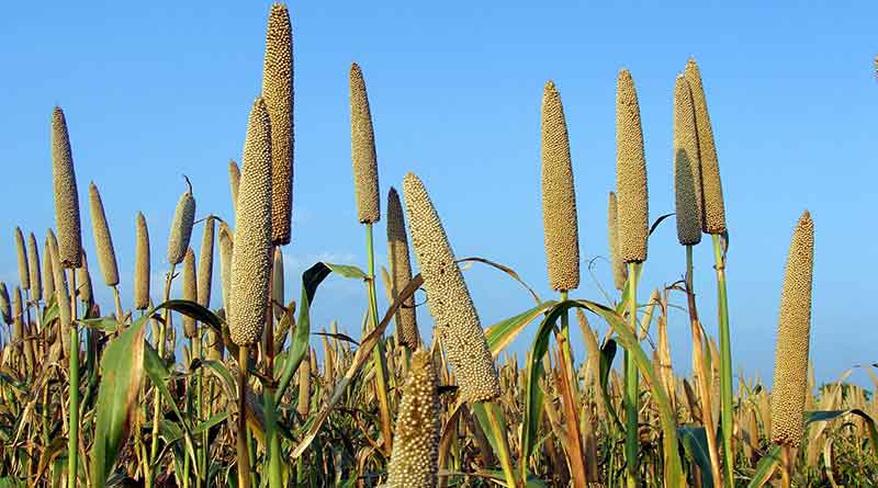 मुरैना में 29 बाजरा और 2 धान उपार्जन केंद्र तैयार, इस दिन से शुरू होगी MSP खरीद