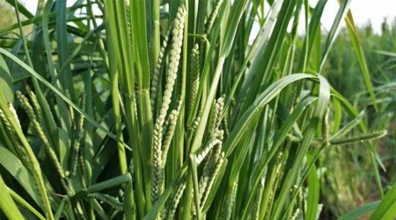 अब कोदो-कुटकी के उपार्जनपर बोनस भी मिलेगा