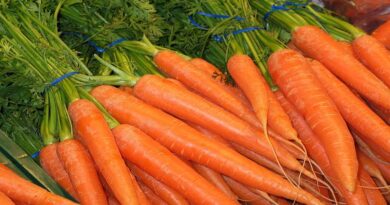 किसान हो जाएंगे मालामाल! ठंड में उगाएं ये हाई-यील्ड गाजर की किस्में, मिलेगी प्रति हेक्टेयर 30 टन तक पैदावार