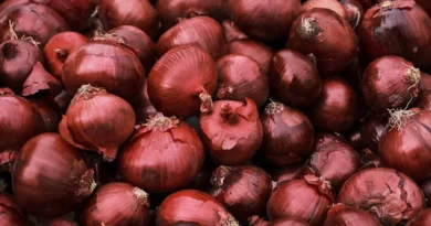 प्याज उत्पादन में 27% की रिकॉर्ड वृद्धि, कृषि मंत्री शिवराज ने बागवानी फसलों का तृतीय अग्रिम अनुमान किया जारी