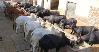 एमपी में पशुपालन को बढ़ावा, दो मुर्रा भैंस खरीदने पर 50% तक सब्सिडी