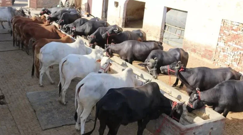 एमपी में पशुपालन को बढ़ावा, दो मुर्रा भैंस खरीदने पर 50% तक सब्सिडी