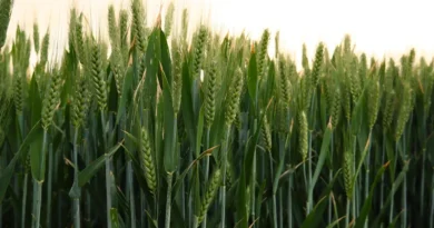 रबी सीजन में बुआई क्षेत्र 208 लाख हेक्टेयर पार, गेहूं में 9 लाख हेक्टेयर की उछाल; श्री अन्न व तिलहन में भी तेजी