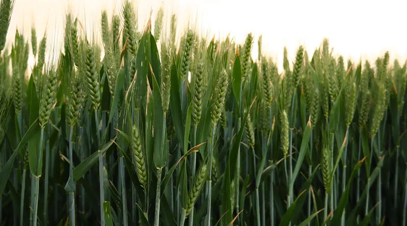 रबी सीजन में बुआई क्षेत्र 208 लाख हेक्टेयर पार, गेहूं में 9 लाख हेक्टेयर की उछाल; श्री अन्न व तिलहन में भी तेजी