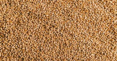 बालाघाट जिले में गेहूं का 767 क्विंटल प्रमाणित बीज उपलब्ध