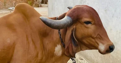 झाबुआ में दुधारू पशुओं की कृत्रिम गर्भाधान योजना में लापरवाही, कलेक्टर ने चार अधिकारियों का वेतन रोका