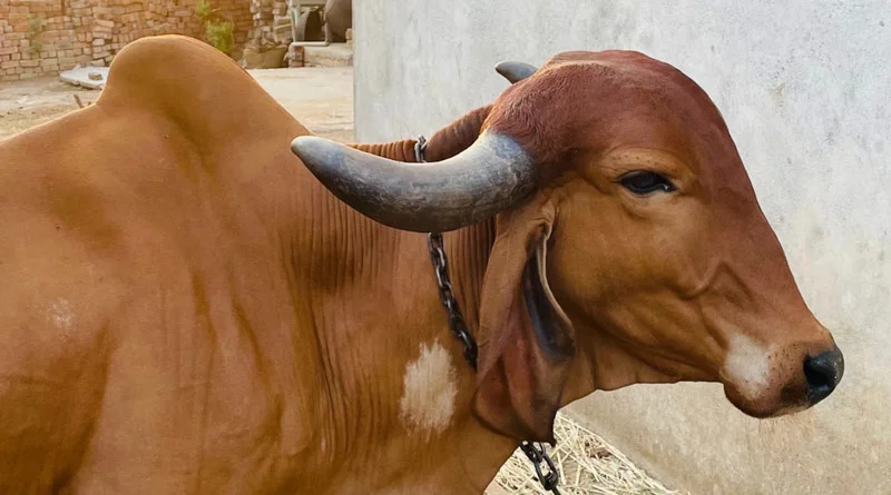झाबुआ में दुधारू पशुओं की कृत्रिम गर्भाधान योजना में लापरवाही, कलेक्टर ने चार अधिकारियों का वेतन रोका