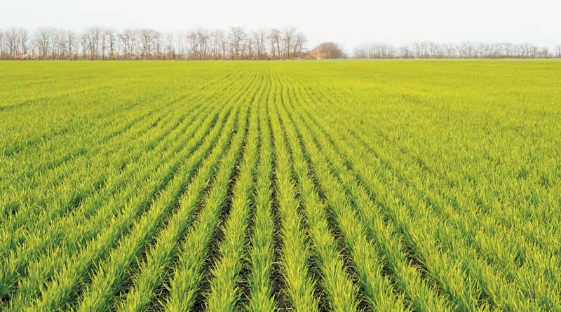 रबी फसलों की बुवाई में जोरदार वृद्धि: कुल रकबा 306 लाख हेक्टेयर के पार, गेहूं और दालों में रिकॉर्ड बढ़ोतरी