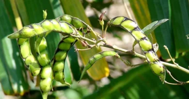 छत्तीसगढ़: अरहर, मूंग, उड़द, मूंगफली और सोयाबीन की MSP खरीद 1 दिसंबर से होगी शुरू