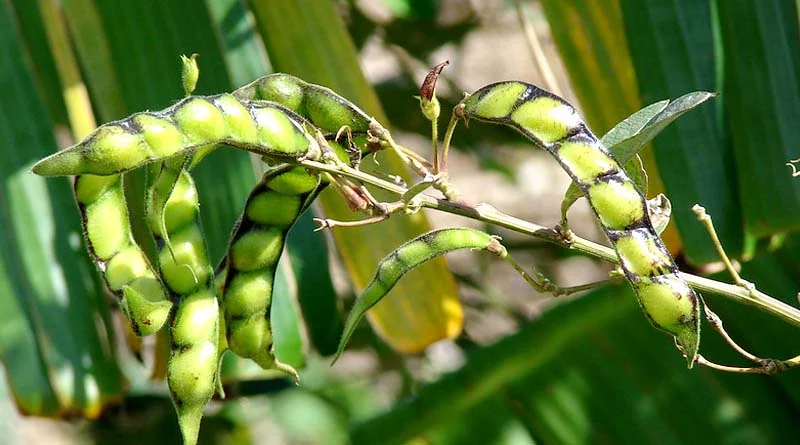 छत्तीसगढ़: अरहर, मूंग, उड़द, मूंगफली और सोयाबीन की MSP खरीद 1 दिसंबर से होगी शुरू