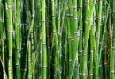 बांस की खेती से किसान होंगे मालामाल, सरकार देती है 50 फीसदी तक सब्सिडी; जानिए आवेदन का तरीका बांस की खेती से किसान होंगे मालामाल, सरकार देती है 50 फीसदी तक सब्सिडी; जानिए आवेदन का तरीका