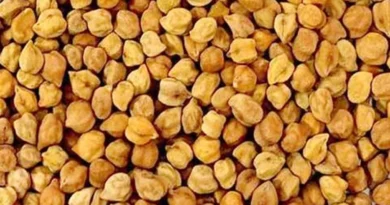 जलवायु-सहनशील और उच्च उपज वाली चना किस्म 'RLBG MH-4' लॉन्च, जानिए इसकी खासियत