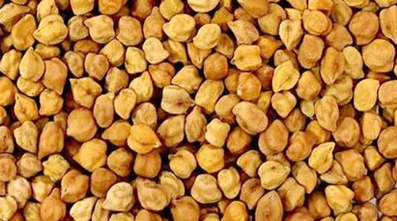 जलवायु-सहनशील और उच्च उपज वाली चना किस्म 'RLBG MH-4' लॉन्च, जानिए इसकी खासियत