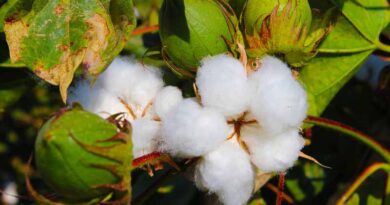 पांढुर्ना में कपास पंजीयन की स्थिति निराशाजनक