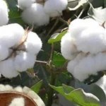 आज का कपास मंडी रेट (01 नवंबर 2025)