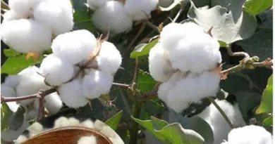 आज का कपास मंडी रेट (01 नवंबर 2025)