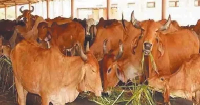 गोवंश पशुओं को लंपी वायरस से बचाव के उपाय