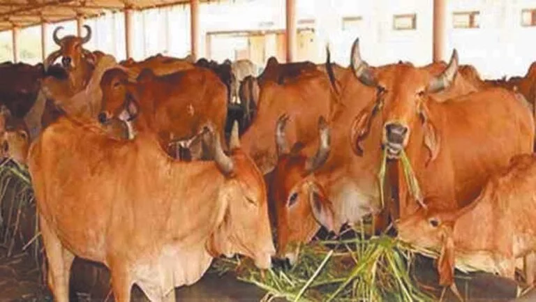 गोवंश पशुओं को लंपी वायरस से बचाव के उपाय