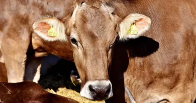 कृत्रिम गर्भाधान कार्य में लापरवाही करने पर सूचना पत्र जारी  