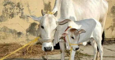 कड़ाके की ठंड में बीमार पड़ सकते हैं दुधारू पशु, सर्दी से बचाव के लिए तुरंत अपनाएं ये उपाय