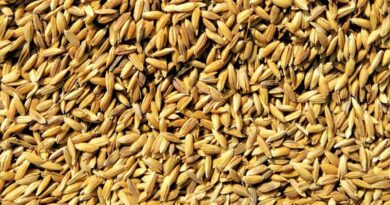 मध्यप्रदेश: उत्तरप्रदेश से अवैध धान और मोटे अनाज की आवक रोकने कलेक्टर ने रीवा में अस्थाई चेकपोस्ट लगवाए