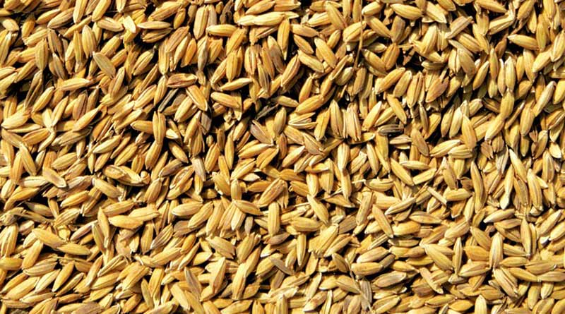 मध्यप्रदेश: उत्तरप्रदेश से अवैध धान और मोटे अनाज की आवक रोकने कलेक्टर ने रीवा में अस्थाई चेकपोस्ट लगवाए