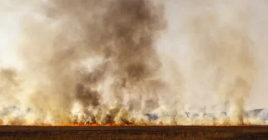 सतना जिले में नरवाई जलाने की 131 घटनाएं सामने आई