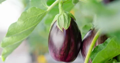 एक रुपये वाला शैंपू का पाउच, बैंगन को बचा सकता है कीड़ों से  